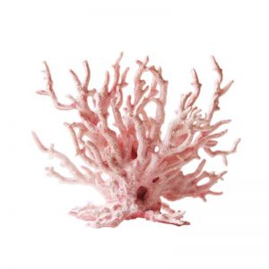 BioActive-Bone-Graft-Coral